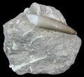 Fossil Plesiosaur (Zarafasaura) Tooth In Rock #58953-1